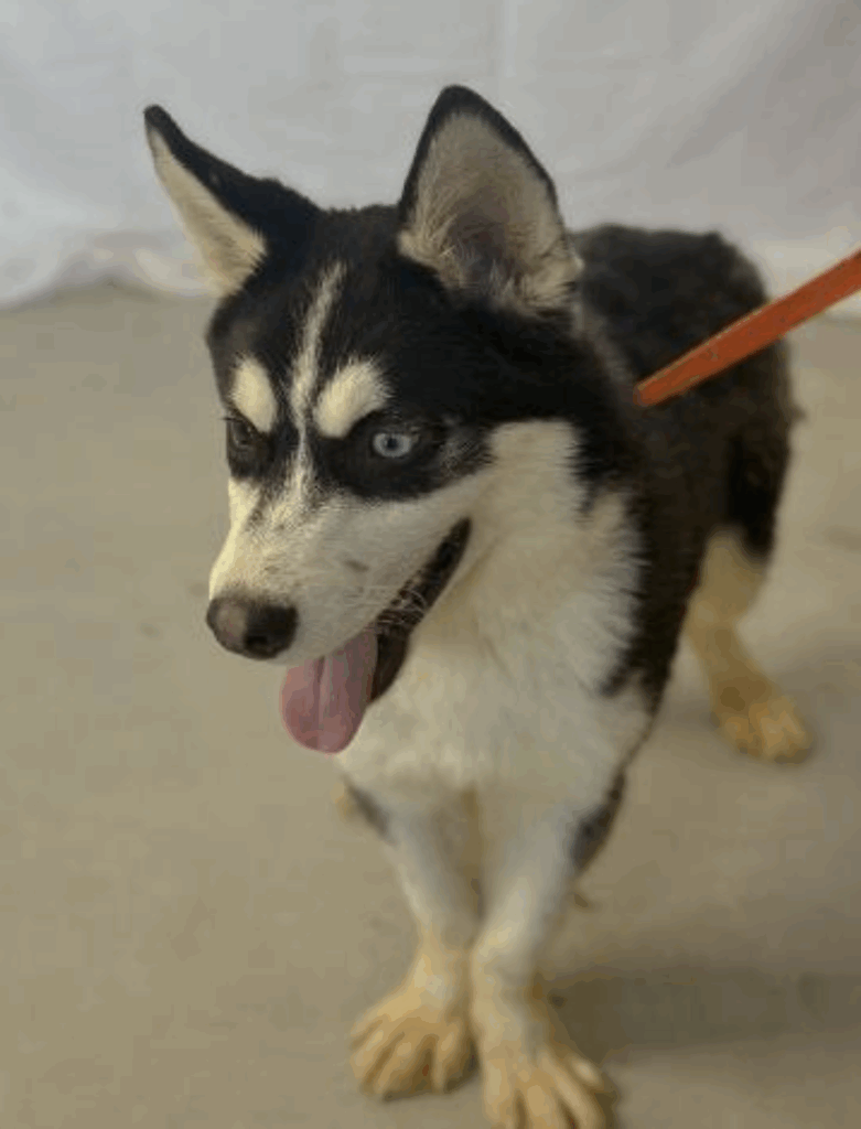 Adopt Oreo, Husky